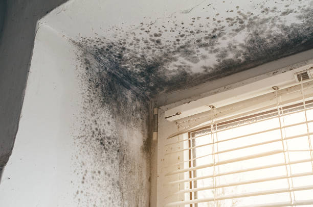 Affordable Black Mold Remediation solutions in Windsor, NC